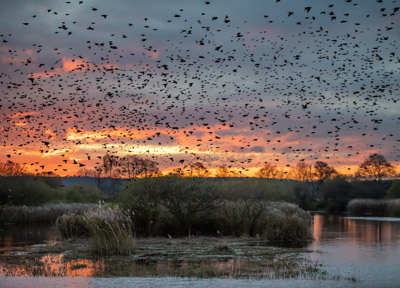 Murmuration of Starlings