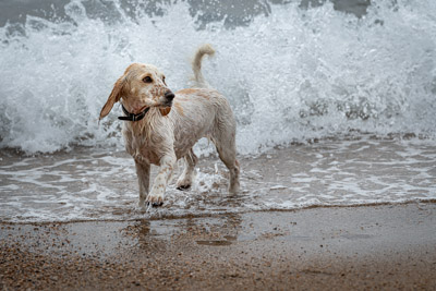 Wet Cocker Spaniel