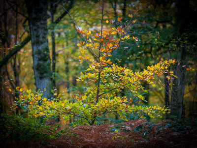 image of autumn colour on sapling
