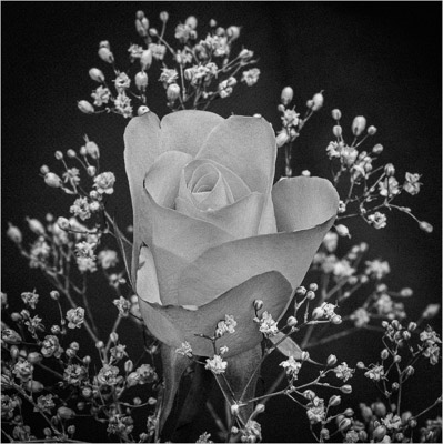 Black and white Rose