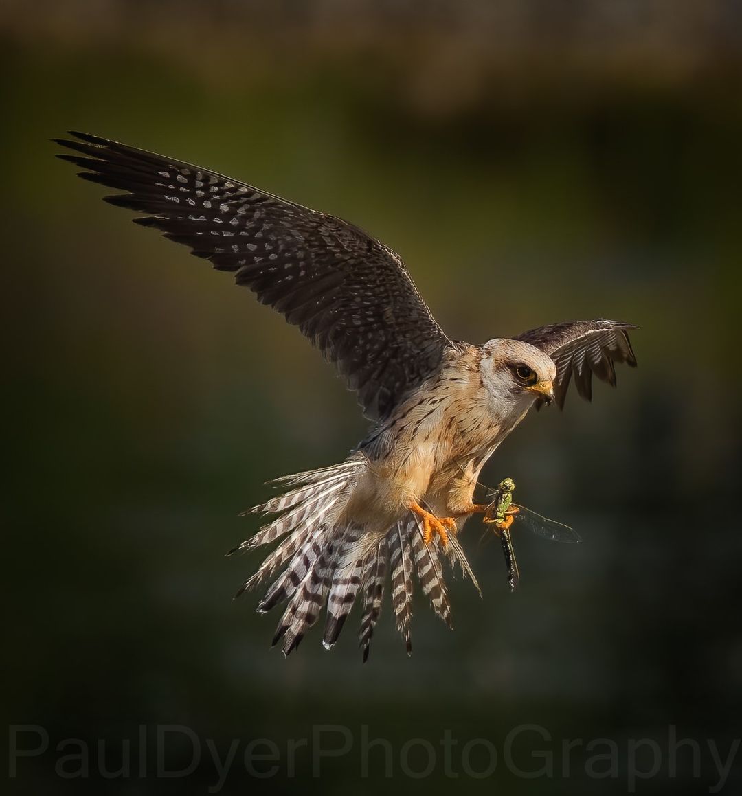 Red footed falcon image