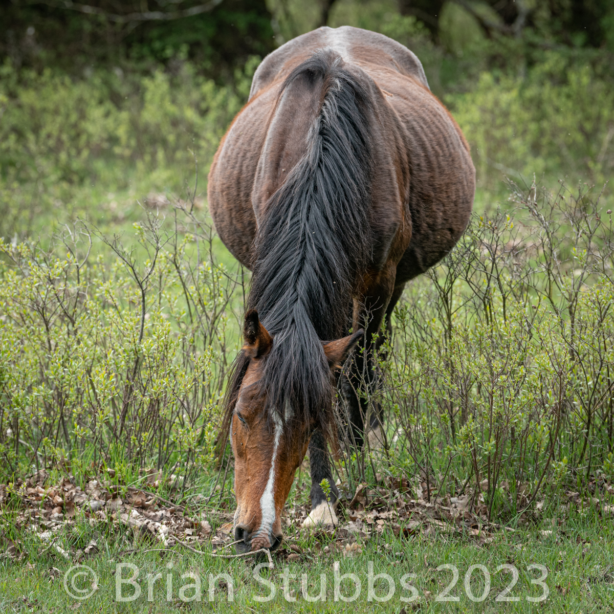 A heavily pregnant pony