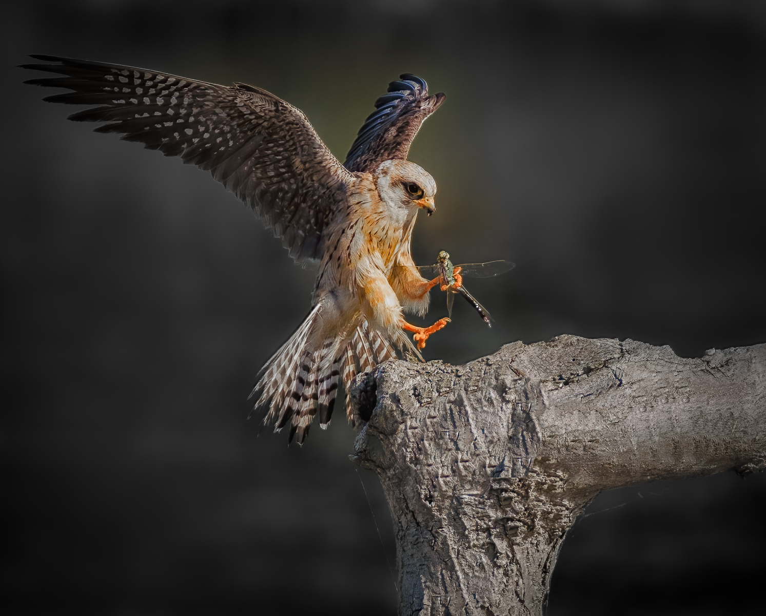 Photo of Red footed falcon with dragonfly in its talons