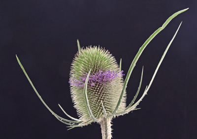 Teasel image by Michael Anthony