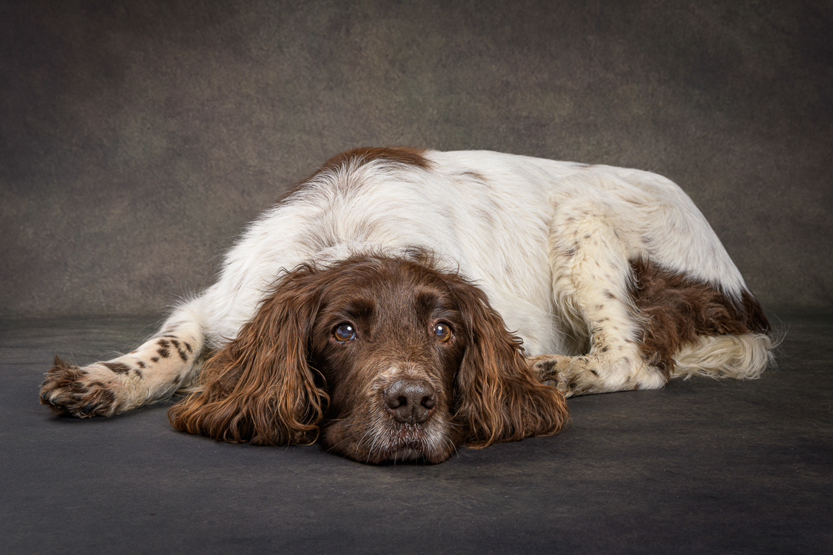 Patient Springer - Brian Stubbs