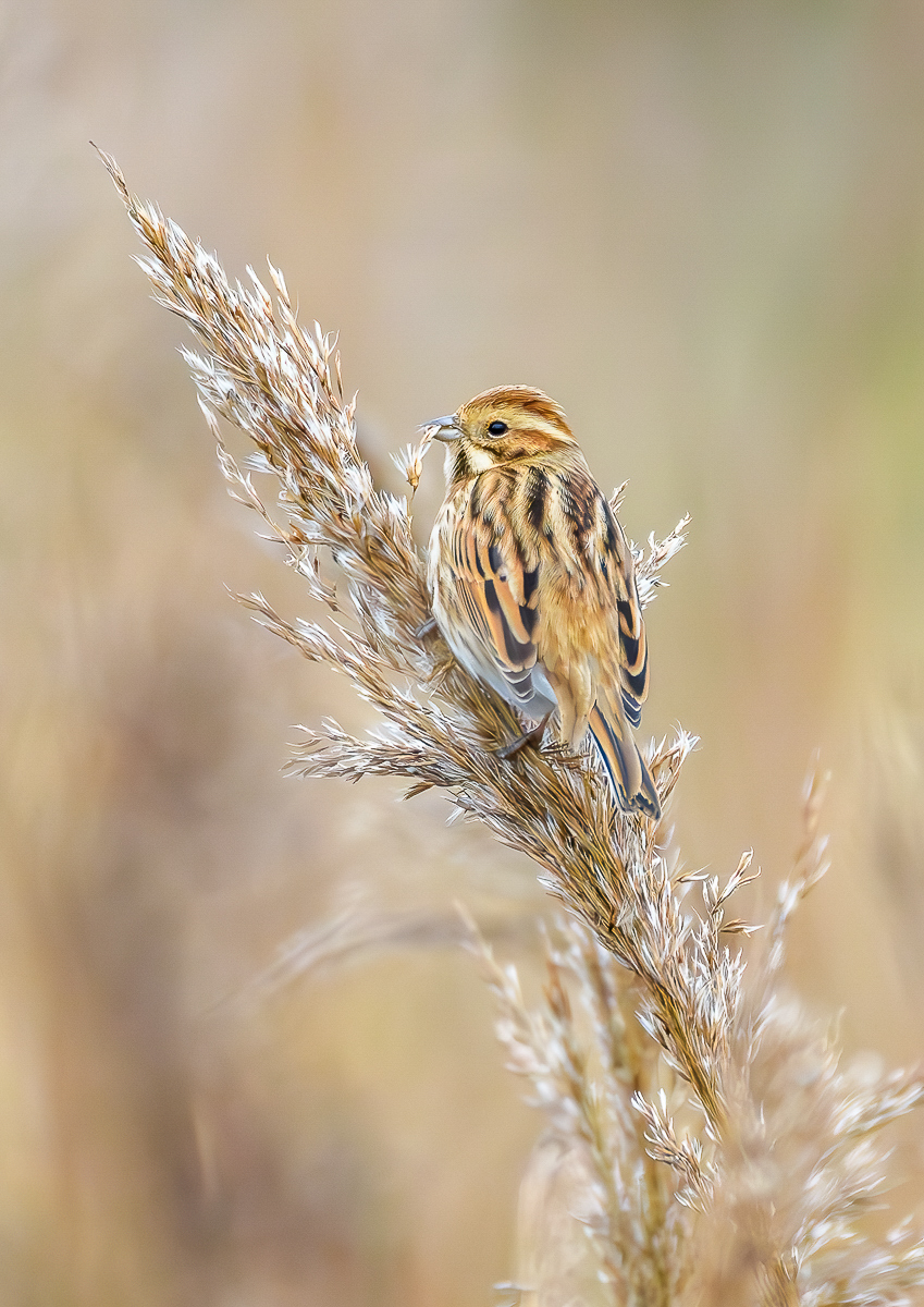 Reed Bunting by Paul Dyer