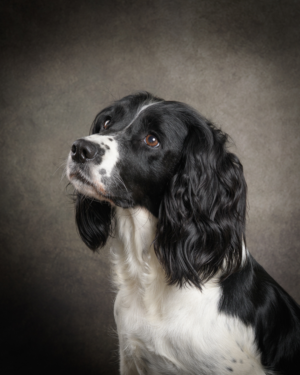Black and white springer by Brian Stubbs