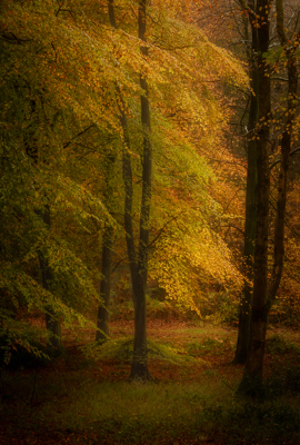 Meyrick's print of Autumn on Bonsley Common