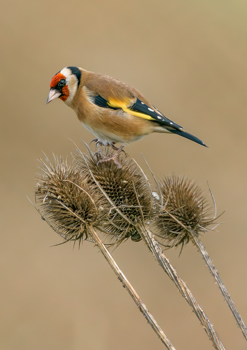 Goldfinch - Paul Dyer