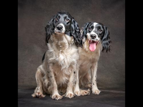 Mother and Daughter - image of spaniels