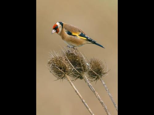 Goldfing on teasels