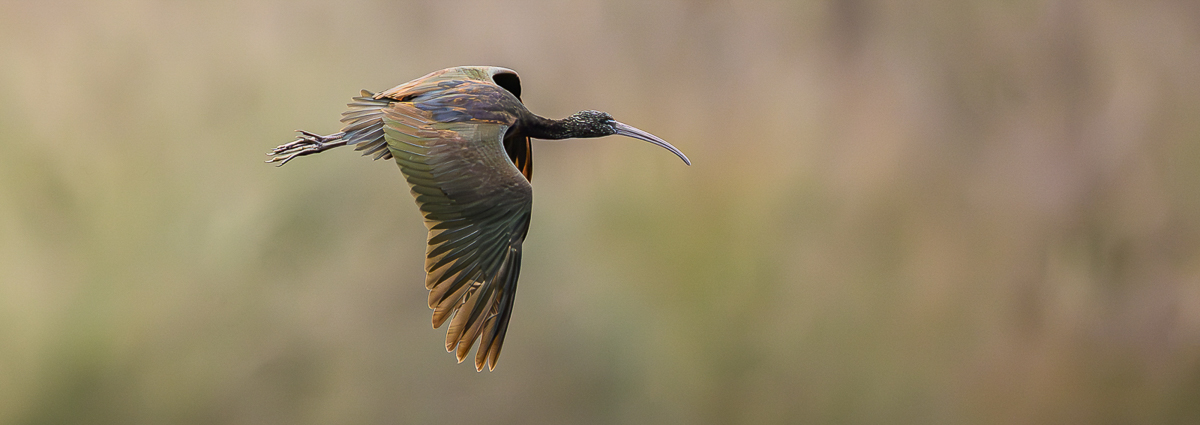 Glossy Ibis flyby by Paul Dyer