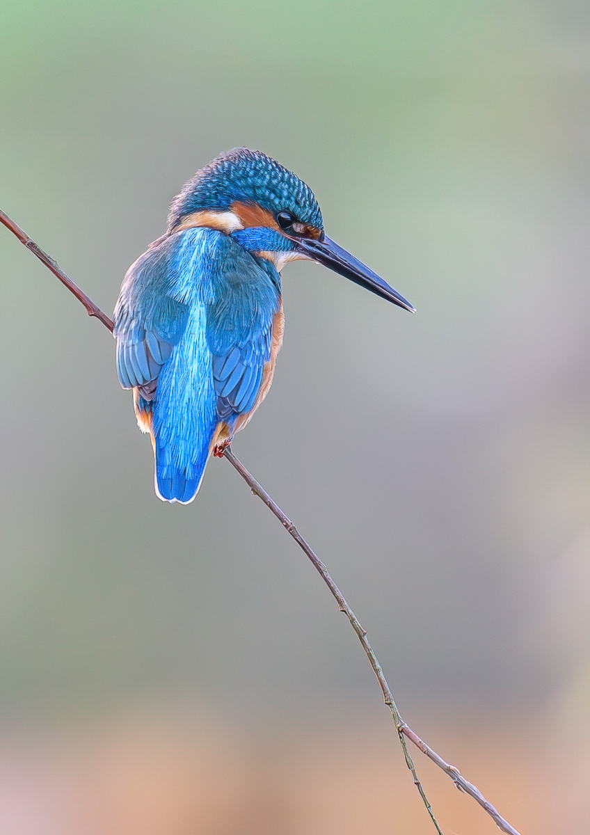 Kingfisher in good light by Paul Dyer