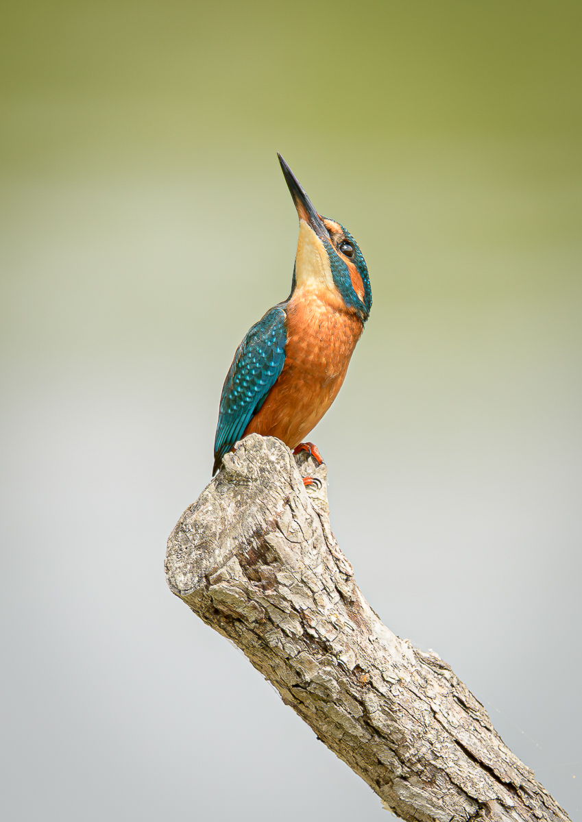 Kingfisher watching out by Paul Dyer
