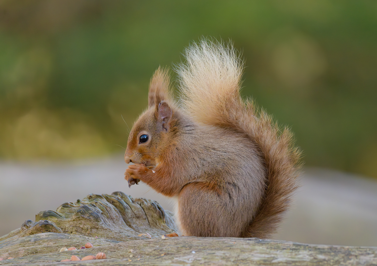 Red Squirrel by Paul Dyer