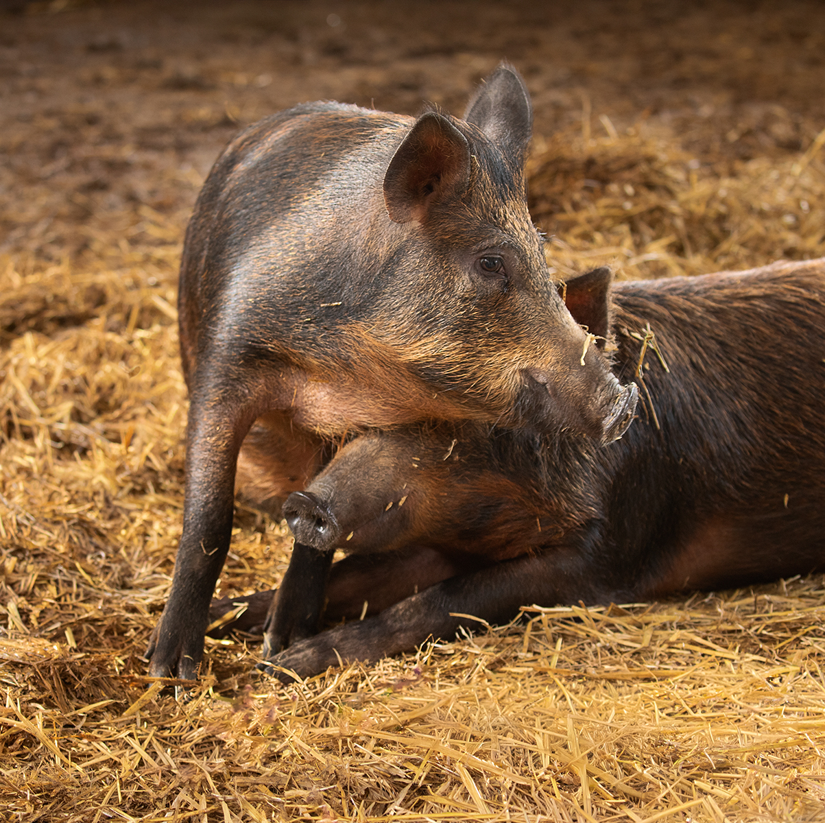 Iron Age Pigs print by Meyrick