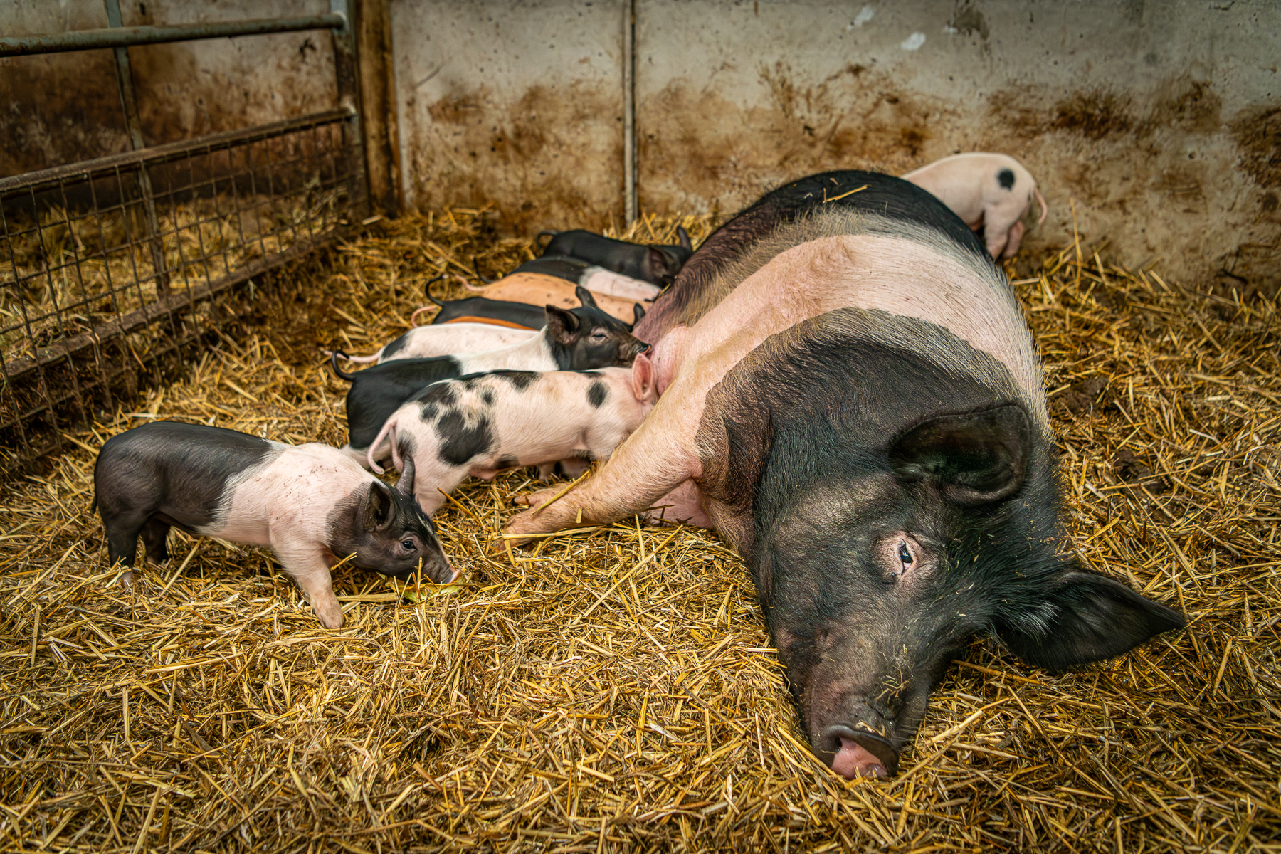 Suckling Sow by Brian