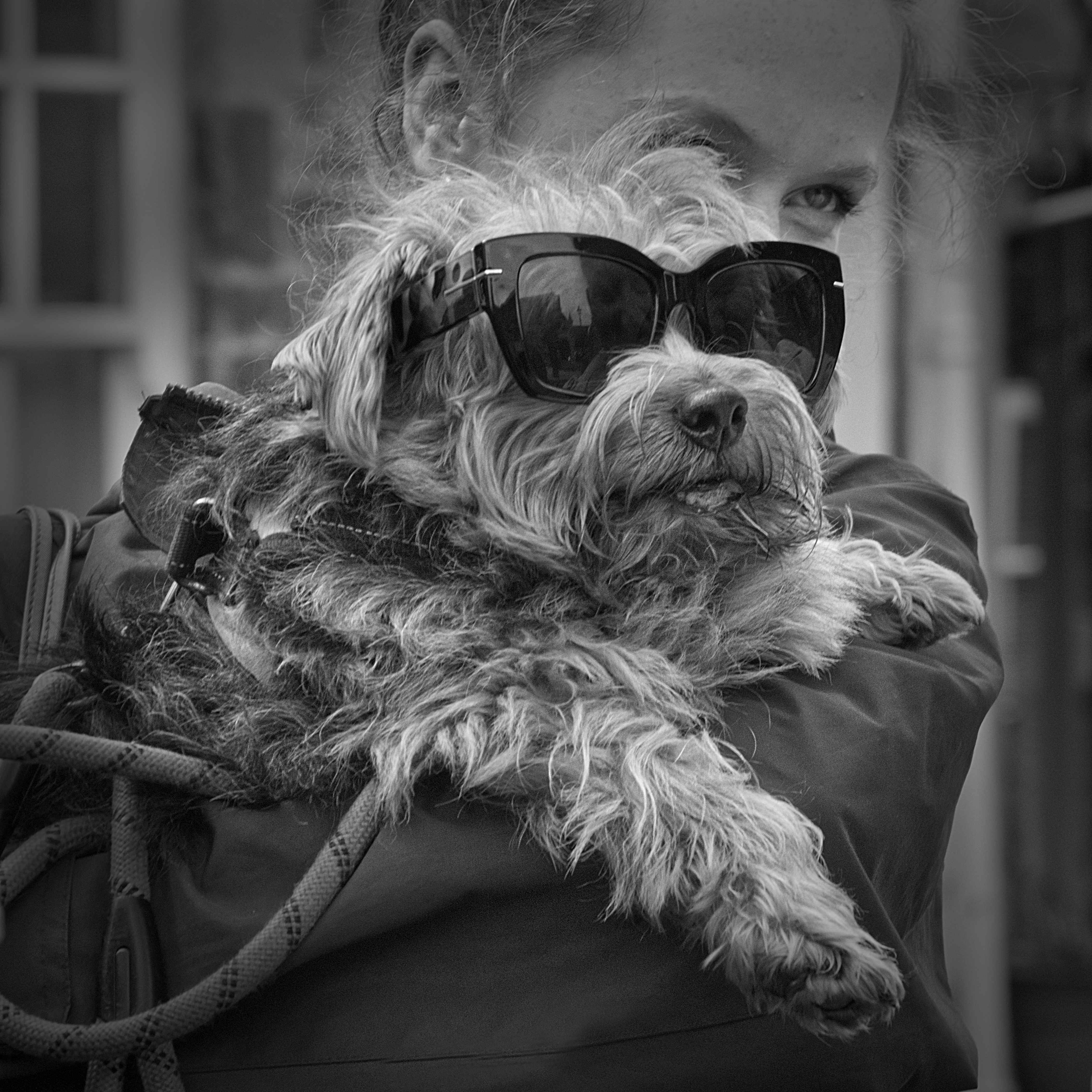 Cool Dog by Adie