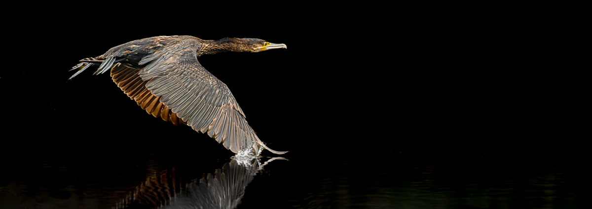 Cormorant Taking Off