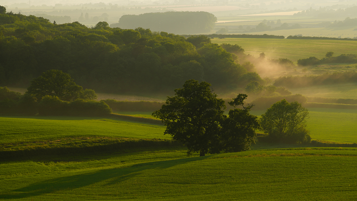 Evening Mist