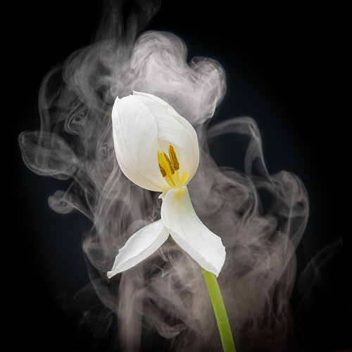 Photograph of a tulip with smokey background