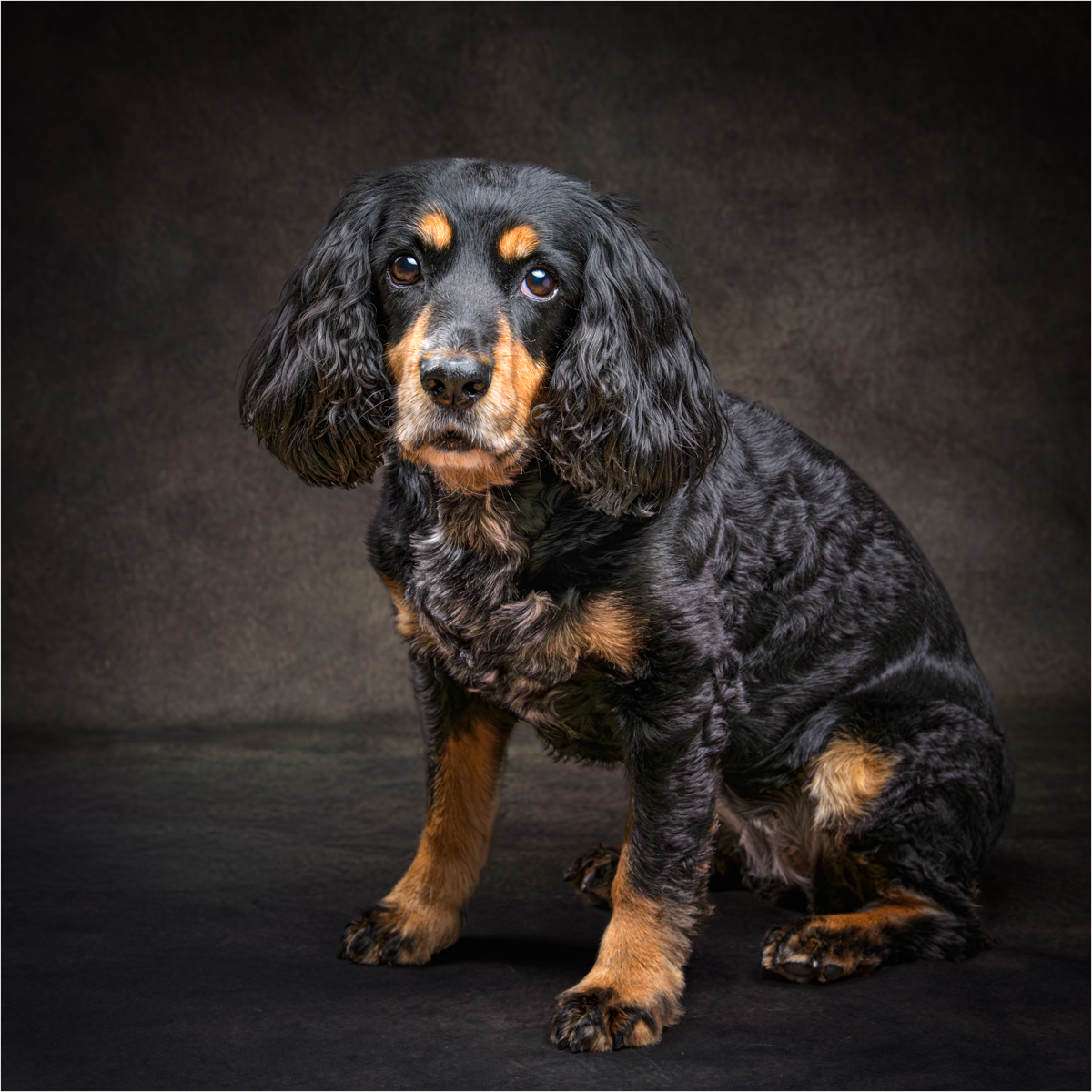 Black and Tan Cocker Spaniel by Brian Stubbs